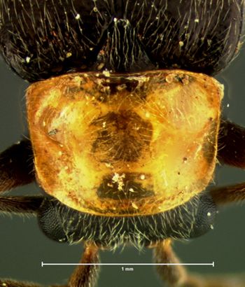Media type: image;   Entomology 3404 Aspect: pronotum dorsal